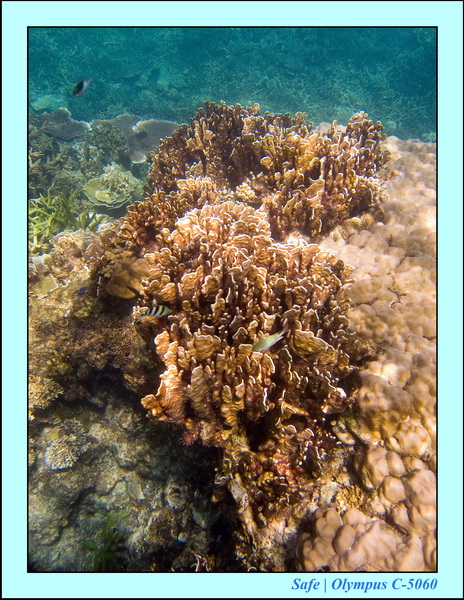 2006 - 07 - Perhentian - Plongee 50